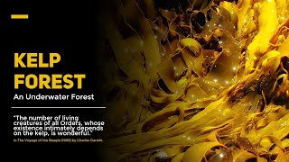 What is Kelp Forest: A Brief Explanation About Underwater Algae Forest