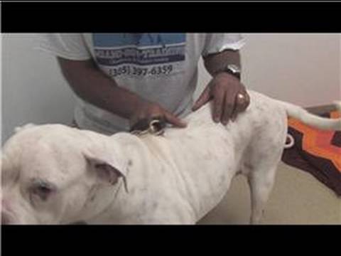 Dog Training & Care : Skin Infections & Disorders ...