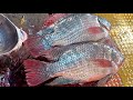 Popular big tilapia fish cutting skills live in fish market  fish cutting skills