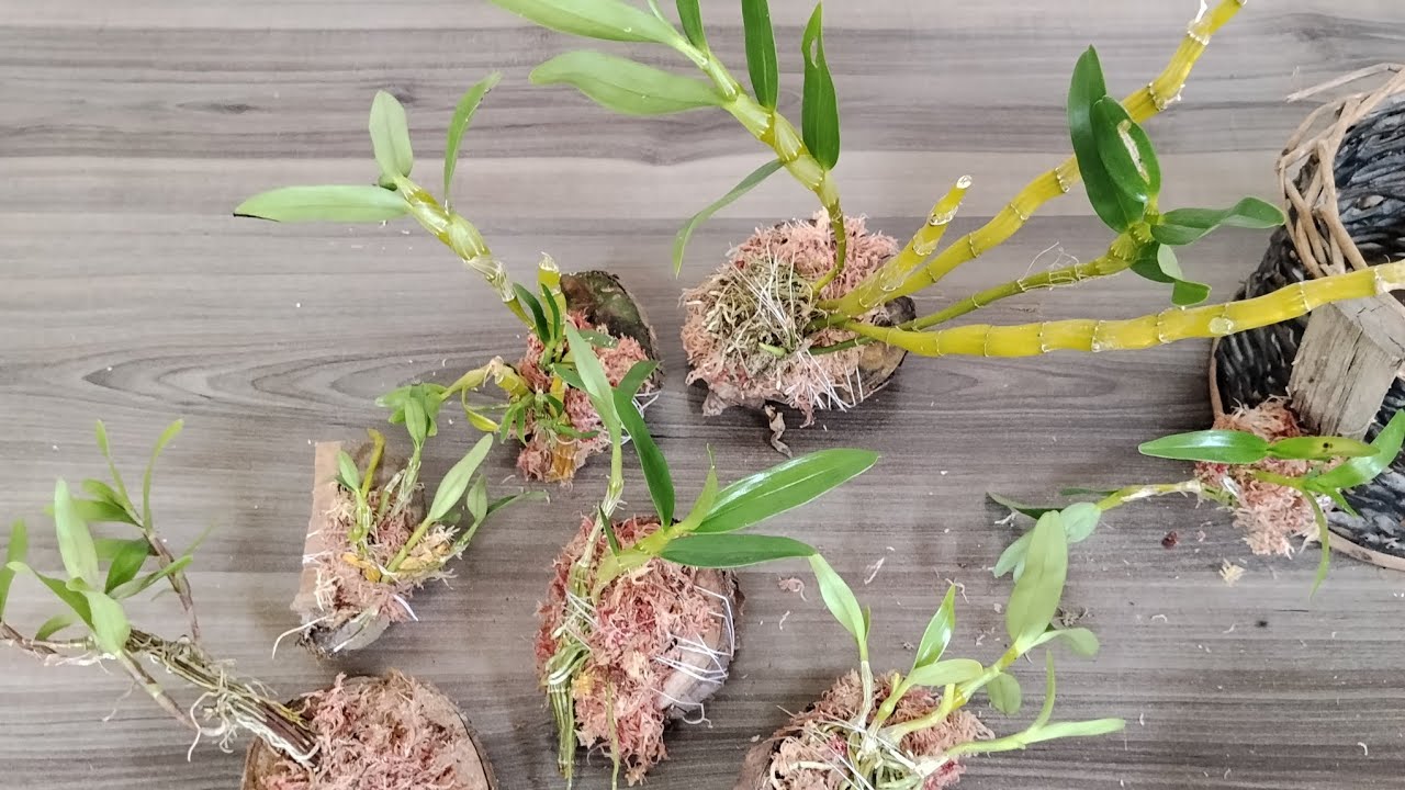 Replante  em tronquinhos de orquídeas dendobrium