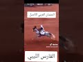 الحصان العربي الأصيل الخيال الليبي ترند ليبيا الحصان العربي   