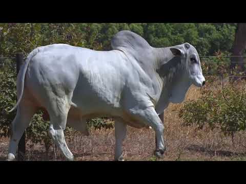 LOTE 44 - 7439 | 42º MEGA LEILÃO ANUAL CARPA TOUROS