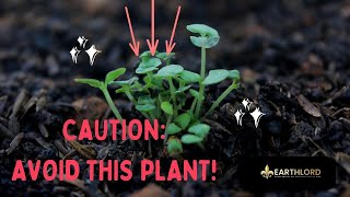 BEWARE! AVOID This POISONOUS Plant At ALL COST In Your Garden