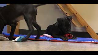 Almost Home Humane Society Searches for a New Forever Home