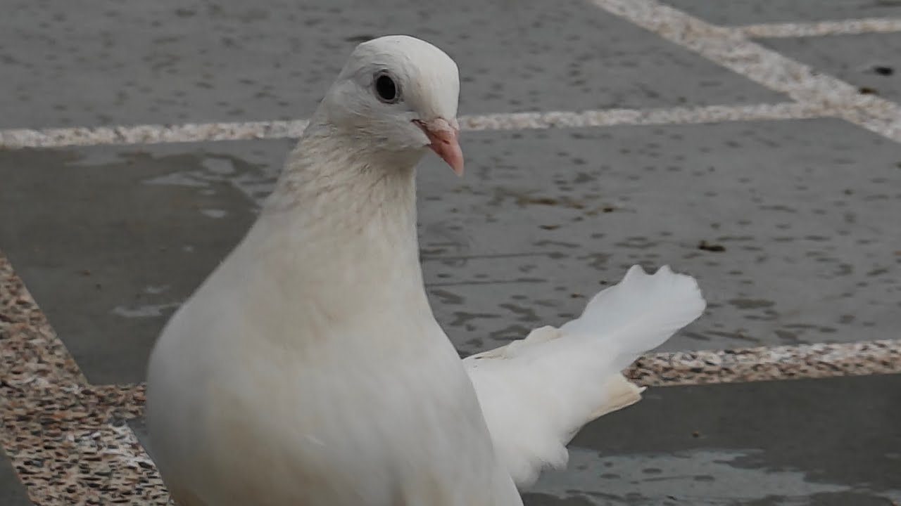 JAFRABAD KABUTAR MARKET🕊️II  CHEAPEST AND BEST KABUTAR MARKET IN DELHI NCR ❤️‍🔥