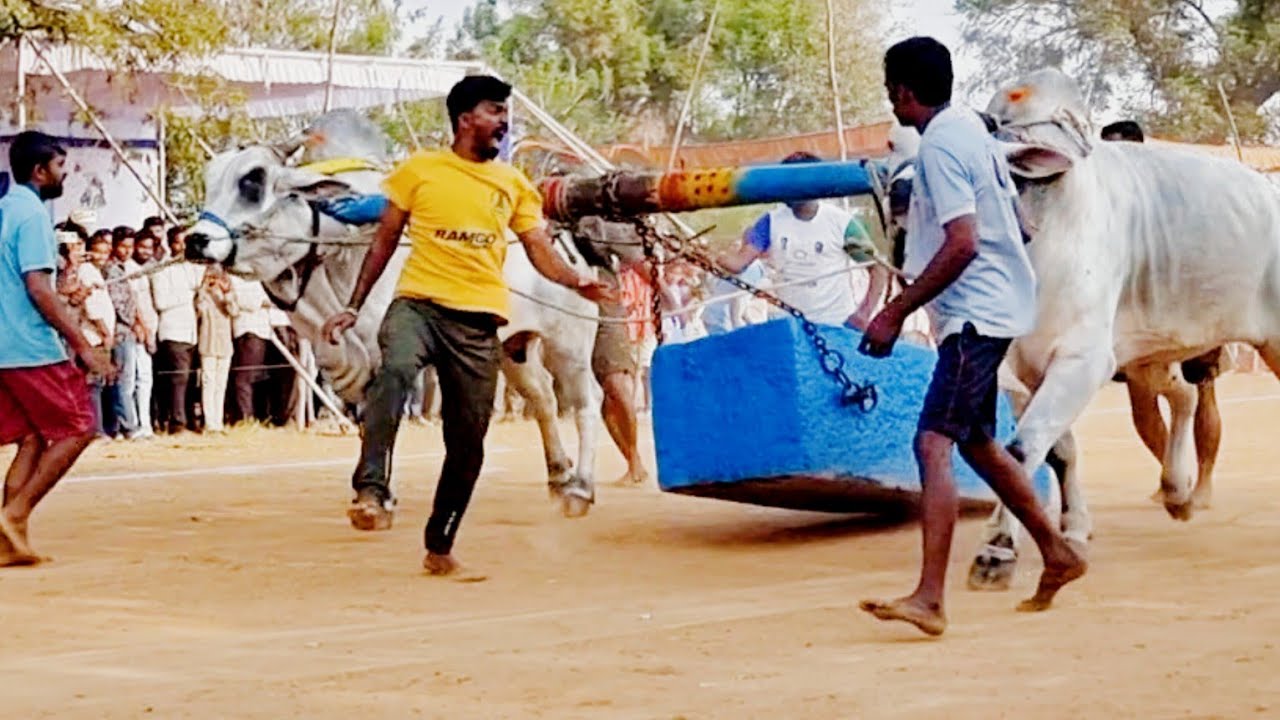 దేవుని పడకల్ సీనియర్స్ విభాగం బండలాగుడు పోటీలు 2వ జత-mcor bulls-devuni padakal seniors bulls race-ox