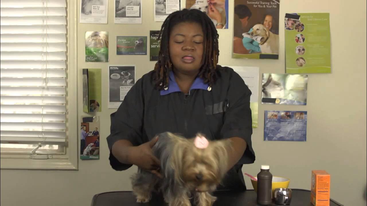 How to Brush a Dog's Teeth With Baking Soda and Peroxide YouTube
