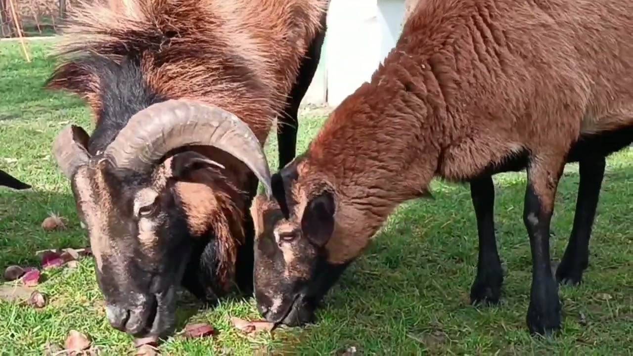 Kameruni törpe juhok 