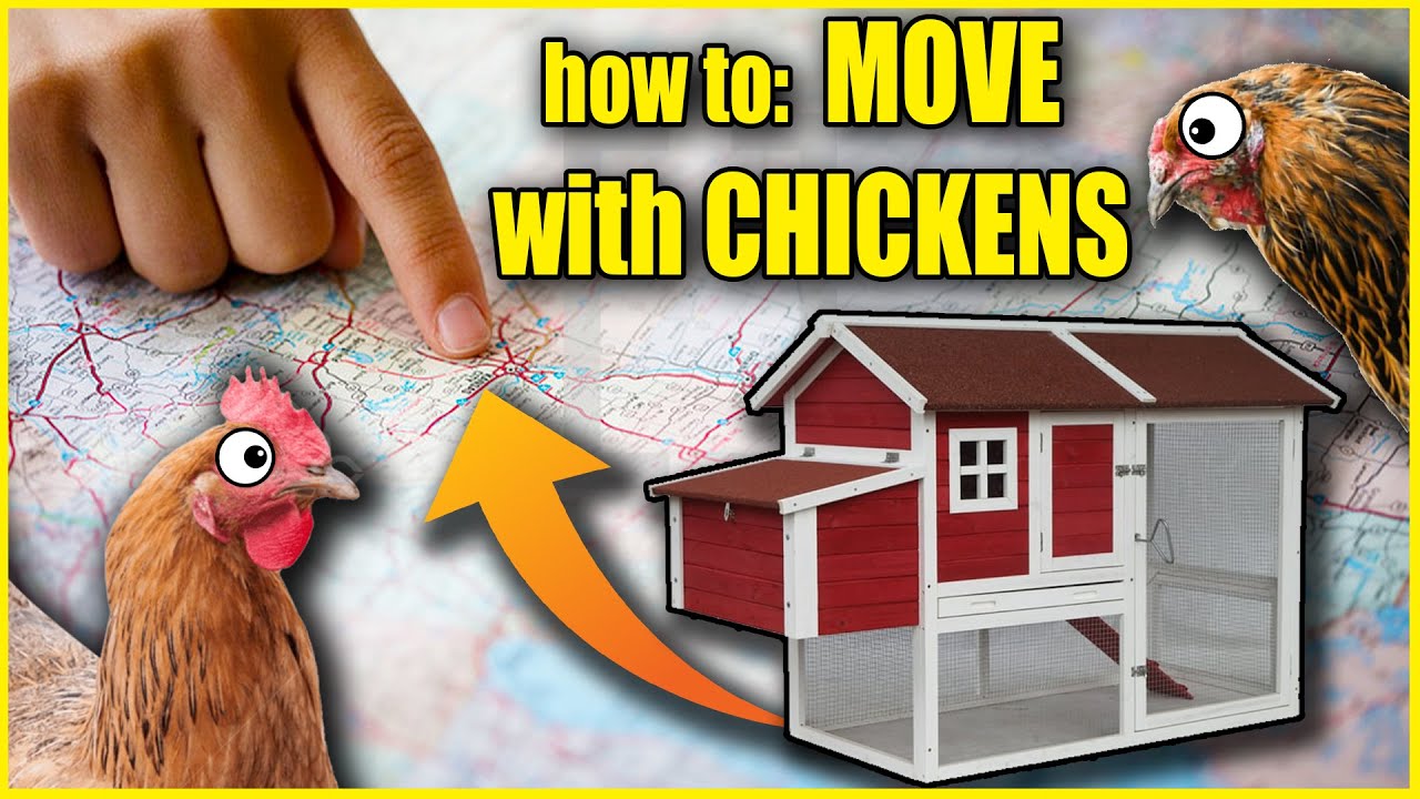 how to: MOVE with CHICKENS 🐔 - YouTube