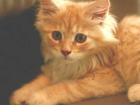 Maine Coon Kittens