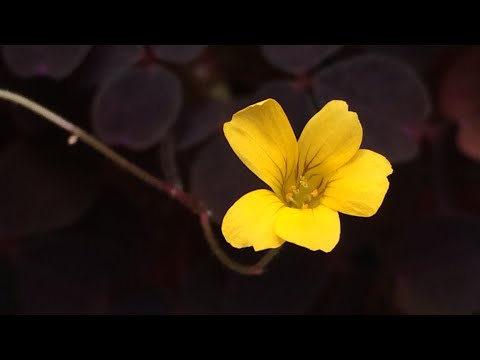 Vídeo: Oxalis (62 Fotos): Descrição De Oxalis, Tuberosas E Outras Espécies. É Possível Transplantar Uma Flor No Inverno? Qual é A Aparência Da Planta? Sua Relação Com Vento E Luz