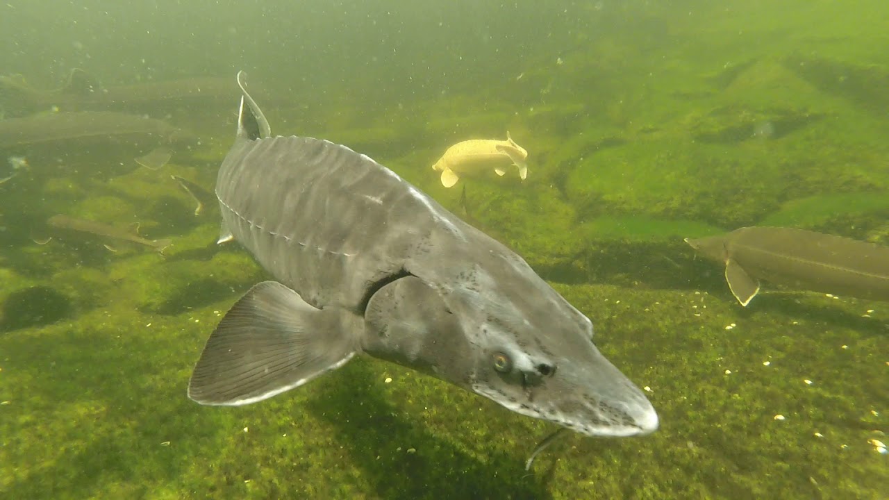 Where Is My Fish?  Nechako White Sturgeon Recovery Initiative