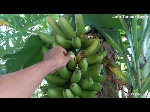 Pisang Serendah Masak Apa Sedap