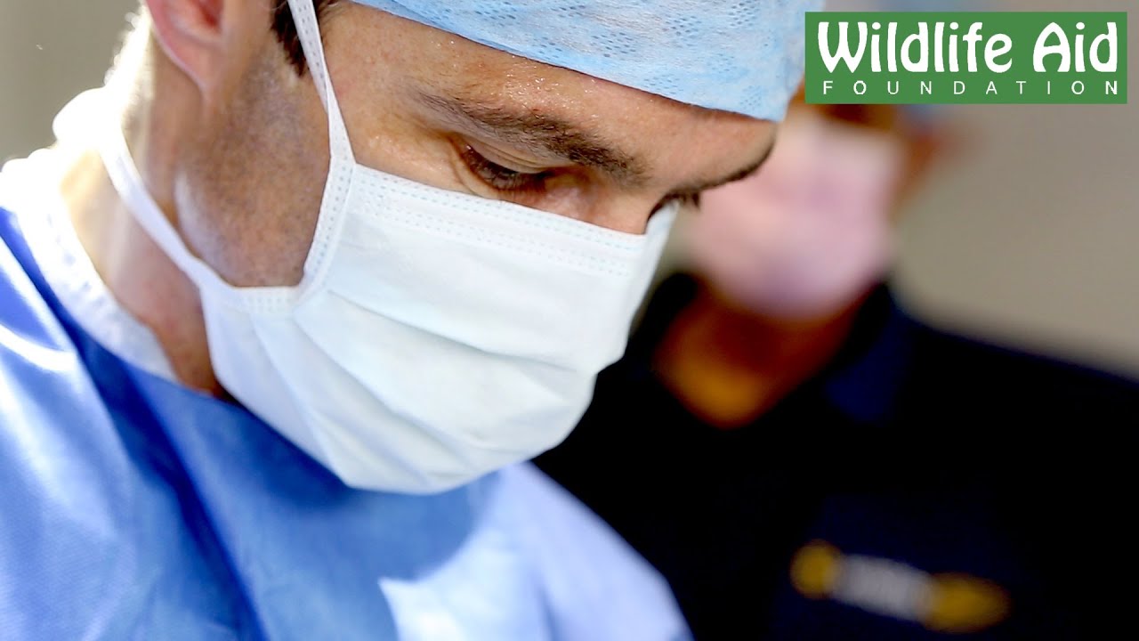 wildlife sos facebook Major Surgery on Football Net Badger Cub