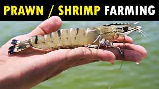 WESTCOAST - Best Shrimp Farm & Fish Farm in India | Shrimp Farming / Prawn Farming & Fish Farming