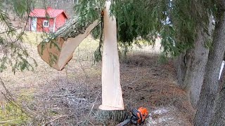 Big fail. Koivu repeää. Neljä asiakasta, 10 puuta ja pari vaaratilannetta. Hazard Tree removal