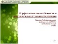 Грюнер Л. А.  Морфологические особенности и адаптационные возможности ежевики