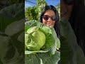 Vegetable Farm Green House Ep80 Shorts 