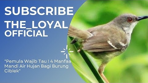 Pemula wajib tau ! 4 manfaat mandi air hujan bagi burung ciblek