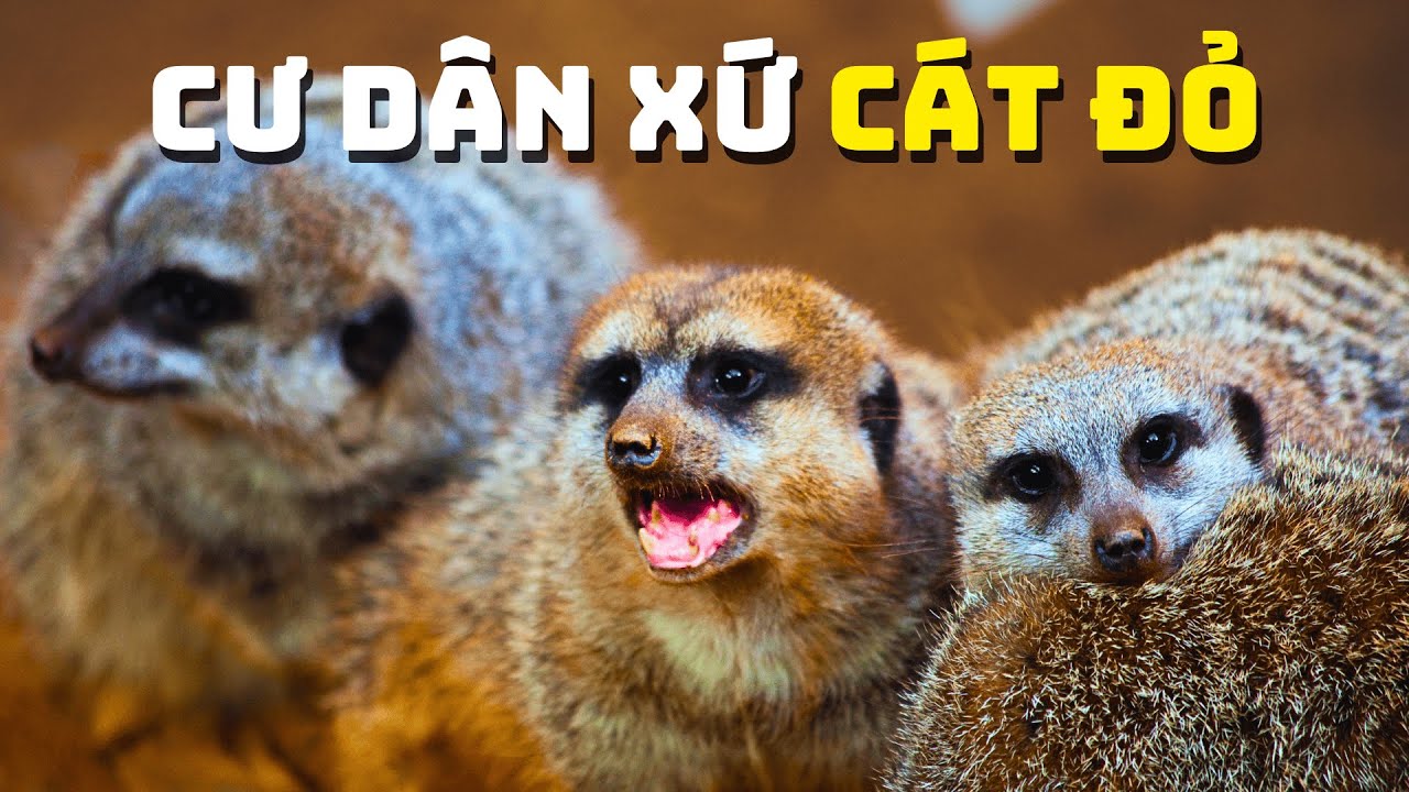 Sa Mạc Kalahari - Nơi Kẻ Sinh Tồn Tranh Đấu | Khám Phá Thế Giới Động Vật Hoang Dã