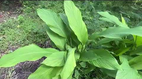 PERFORMANCE TASK 2: PATTERNS IN NATURE