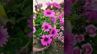 Beautiful Spring Flowers In Multan Cantt