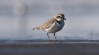 Ask Parks: How Do We Recreate Responsibly Around the Western Snowy Plover? Ask Parks: How Do We Recreate Responsibly Around the Western Snowy Plover?