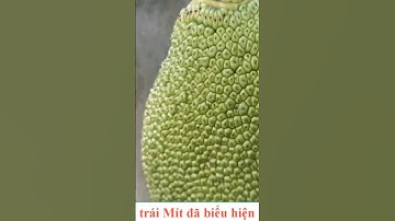 Chia sẻ cách nhận biết chính xác 100% trái Mít bị xơ đen ngay từ nhỏ I Lang Master Channels