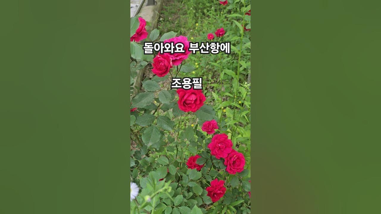 돌아와요 부산항에(조용필)서울뮤직tv kjs