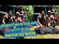 Hog hunting Florida,Best hunting video malayalam, Wild Animal hunting, american hunting(caution)🐖