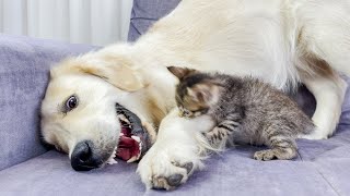 Adorable Golden Retriever Confused by Tiny Kitten!