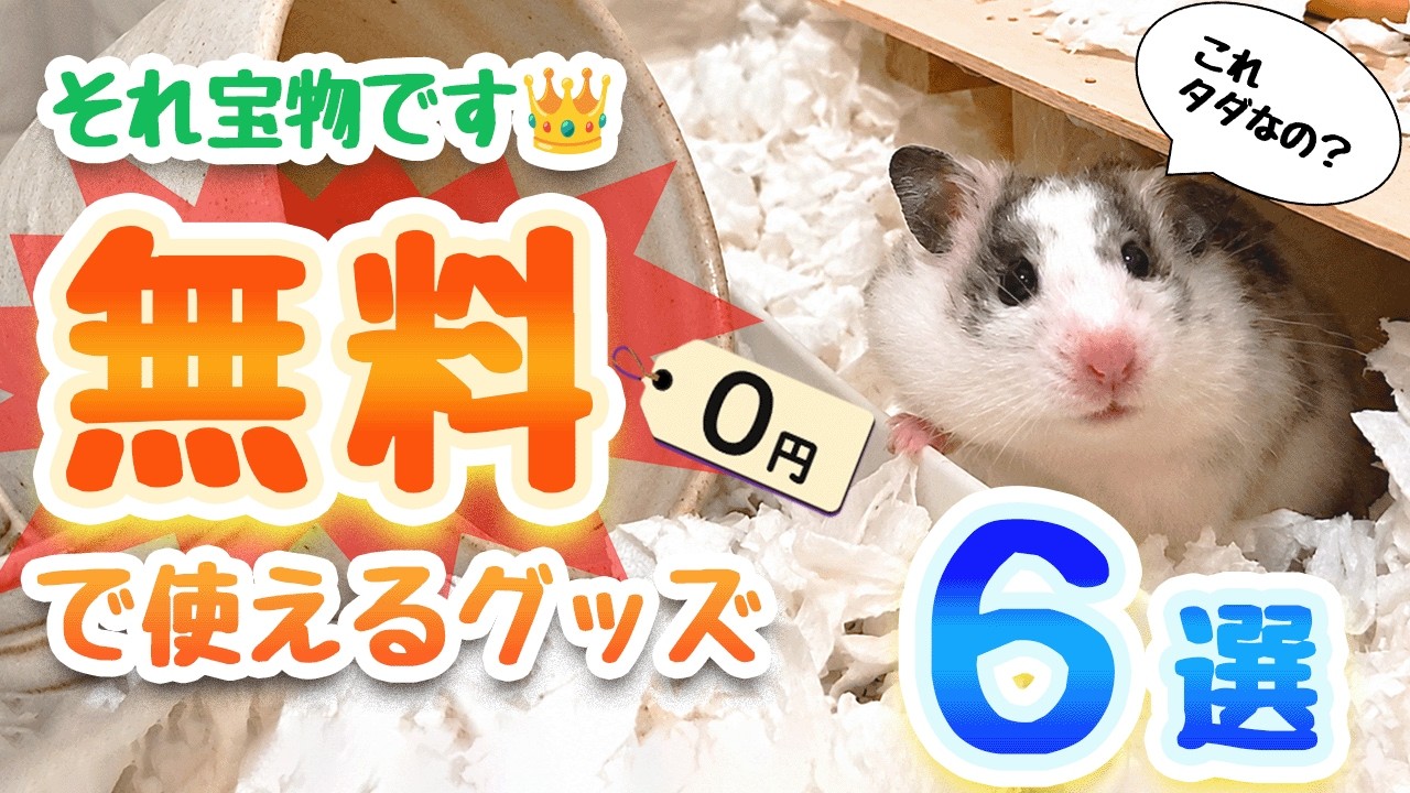 Free Yet Genius: 0-Yen Hamster Supplies You'll Actually Use - YouTube