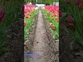 世界のチューリップ / 砺波チューリップ公園（砺波チューリップフェア）［富山・砺波］#チューリップ #砺波チューリップフェア #春の訪れ #富山 #砺波 #春 #春の花 #JAPAN #Shorts