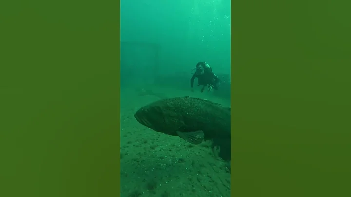 BIG Goliath Grouper in a Shipwreck (Palm Beach)