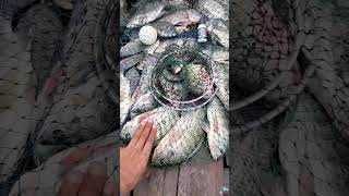 Download Lagu Melimpah Ruah MP3