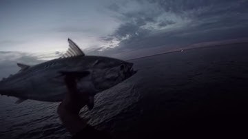Albie Madness: Fasle Albacore on the Fly