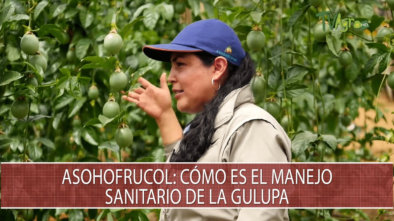 Asohofrucol: Como es el manejo sanitario de la gulupa - TvAgro por Juan Gonzalo Angel Restrepo