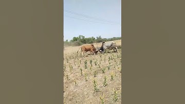 Devayat khavad Status 😍 | Gujarati Attitude Status | Devayat Khavad | #dayro #devayatkhavad #shorts