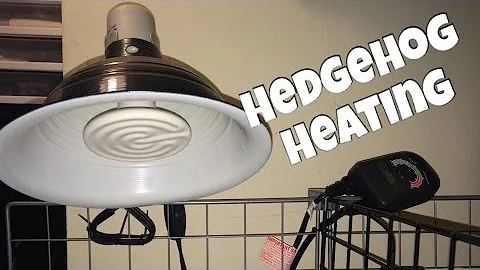 Hedgehog Care: Hedgehog Heating & How to Avoid Hib...