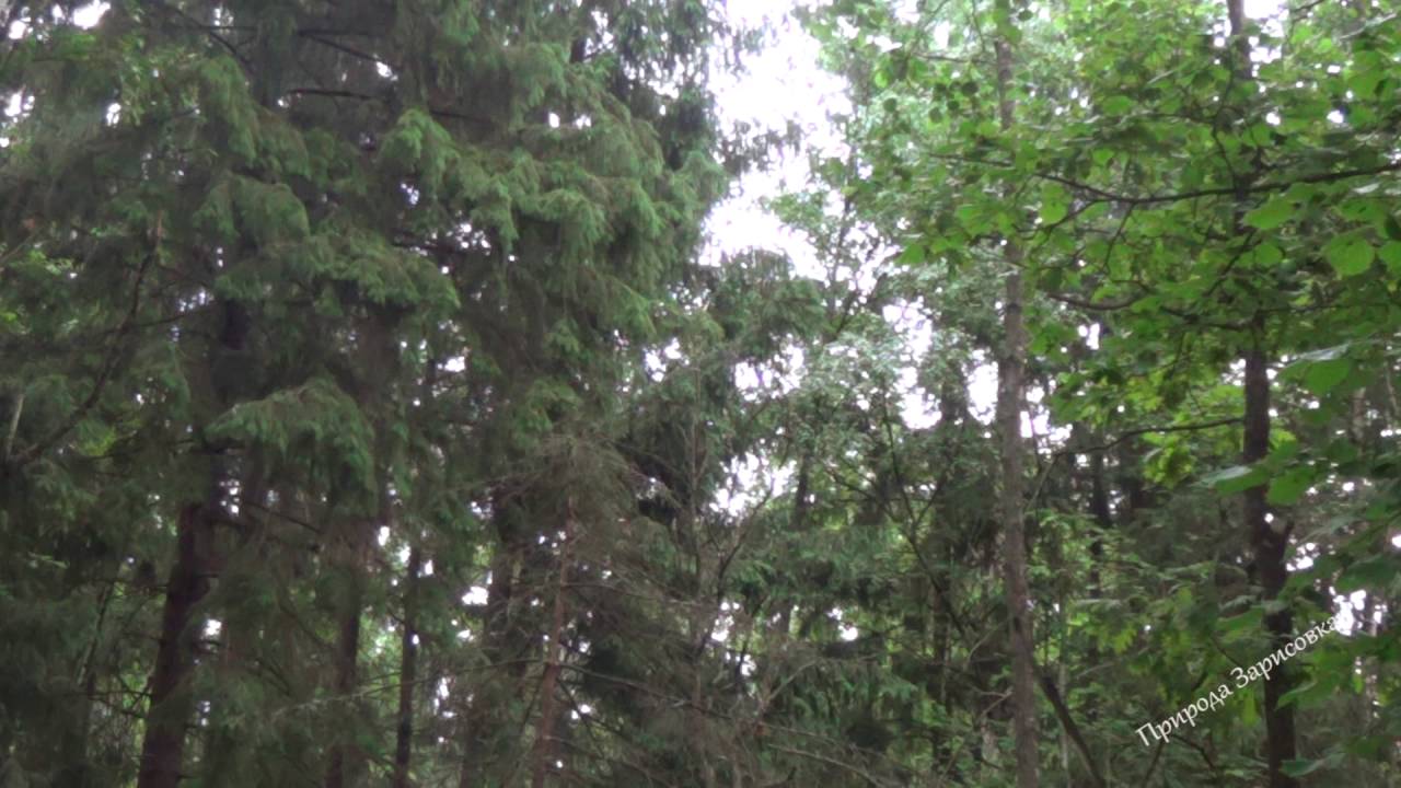Шум леса звуки природы скачать