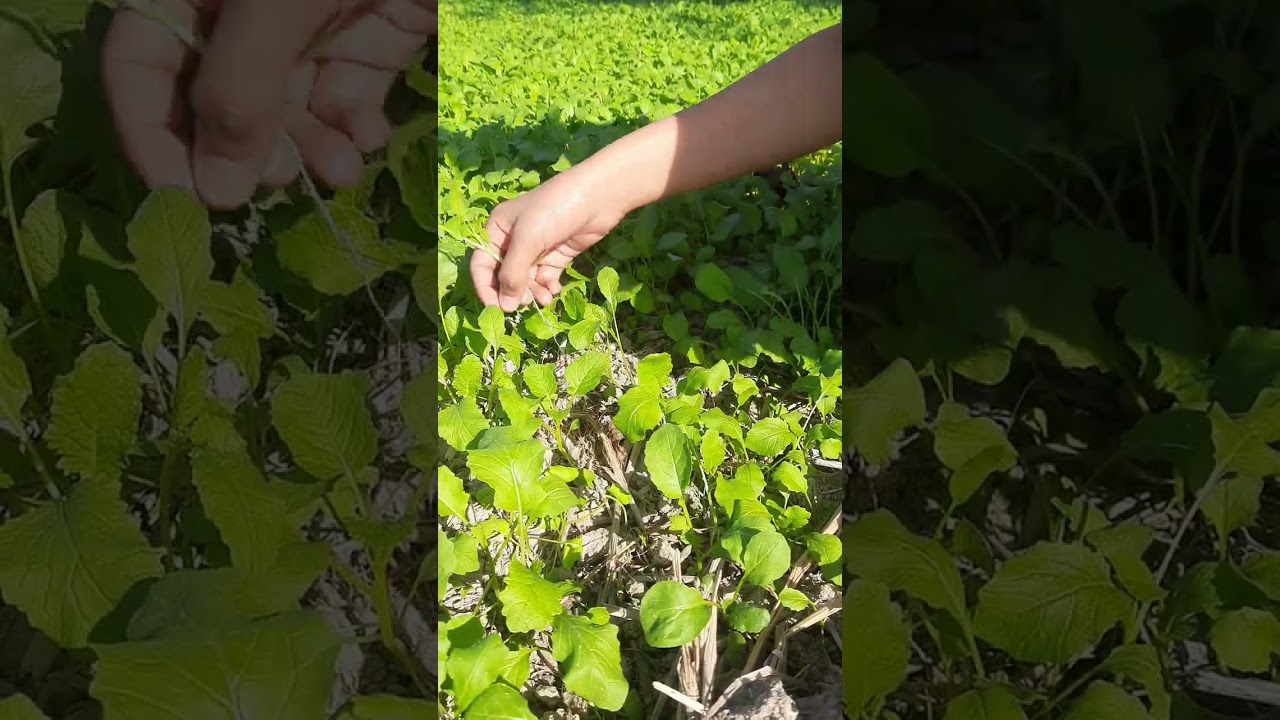 Rapeseed plant thinning 