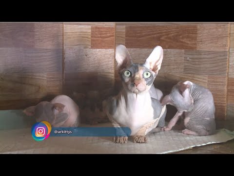 Kucing Lucu Tanpa Bulu yang Super Aktif - IPOP