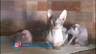 Kucing Lucu Tanpa Bulu yang Super Aktif - IPOP