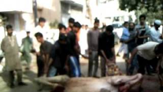zafar camel sacrifice.AVI