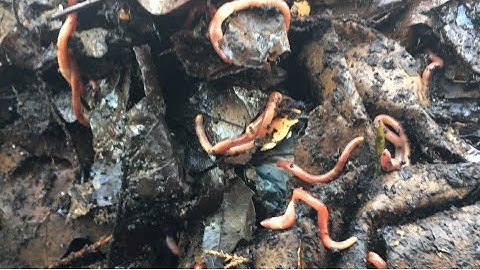 Composting with Craig Ep. 36 -1,000 Red Wigglers Hanging Out in 2 Ft of Snow