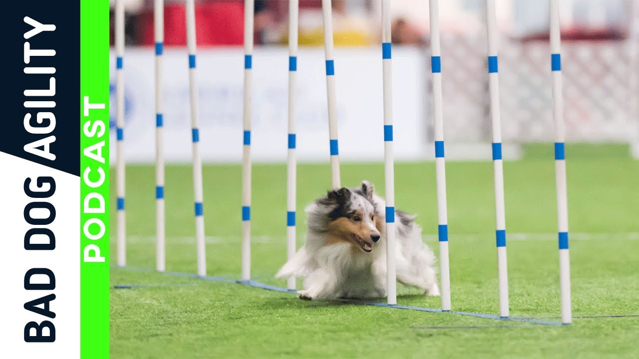 bad dog agility vip
