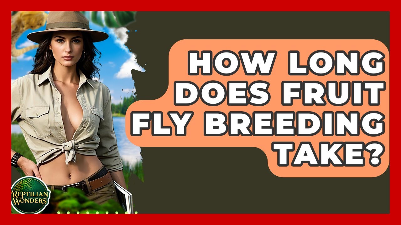 How Long Does Fruit Fly Breeding Take? - Reptilian Wonders