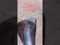 Aggressive cobra snake pashuseva youtubeshorts ytshorts shorts pashuseva