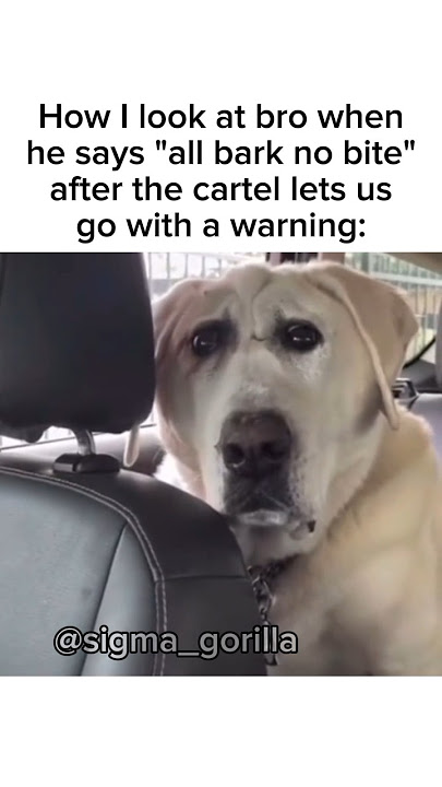 Cartel Meme 🦍