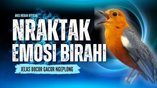 Download Lagu LANGSUNG NYAUT 10000 % ‼️ ANIS MERAH MACET BUNYI JIKA DENGAR SUARA INI PASTI NYAUT LANJUT GACOR | 17 MP3 Download Lagu LANGSUNG NYAUT 10000 % ‼️ ANIS MERAH MACET BUNYI JIKA DENGAR SUARA INI PASTI NYAUT LANJUT GACOR | 17 MP3